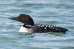 Common Loon D5S_7707