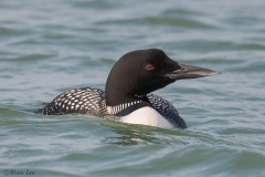 Common Loon D5S_7789