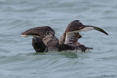 Common Loon D5S_8042