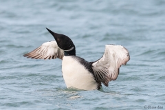 Common Loon D5S_8086