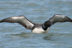 Common Loon D5S_8210