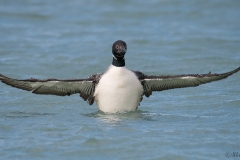 Common Loon D5S_8214