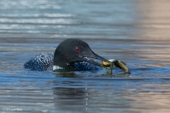 Common Loon_850_3839