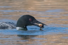 Common Loon_850_3864