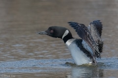 Common Loon_850_3931