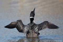 Common Loon_850_3950