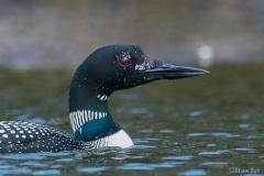 Common Loon_850_3978_PS2