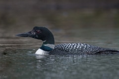 Common Loon_850_4030