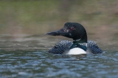 Common Loon_850_4052