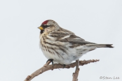 Common Redpoll_850_8745