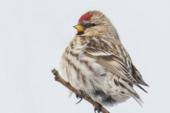 Common Redpoll_8850_8756