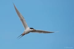 Common Tern_D4S_3805