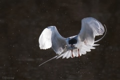 Common Tern_D5S_9042_PS