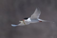 Common Tern_D5S_9268