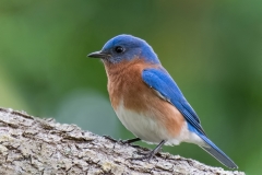 Eastern-Bluebird_850_0553