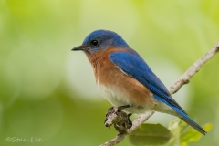 Eastern-Bluebird_850_0585