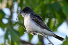 Eastern Kingbird_DSC_2506