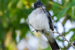 Eastern Kingbird_DSC_2578