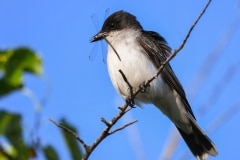 Eastern Kingbird_DSC_2640