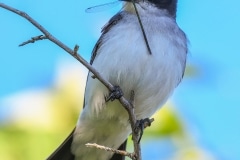 Eastern Kingbird_DSC_2644