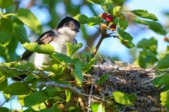 Eastern Kingbird_DSC_2679