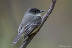 Eastern Phoebe_850_4799