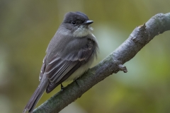 Eastern Phoebe_850_4809