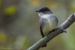 Eastern Phoebe_850_4819