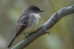 Eastern Phoebe_850_4831