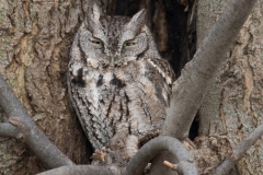 Eastern Screech-Owl_850_5958