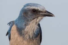 Florida Scrub Jay_D5S_5620