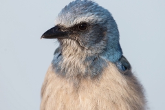 Florida Scrub Jay_D5S_5625