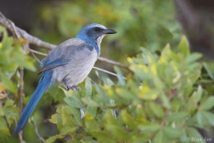 Florida Scrub Jay_D5S_5714