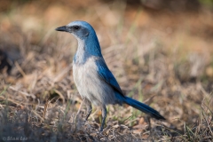 Florida Scrub Jay_D5S_5737