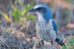 Florida Scrub Jay_D5S_5782