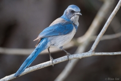 Florida Scrub Jay_D5S_5786