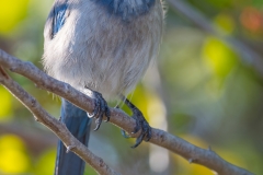 Florida Scrub Jay_D5S_5788