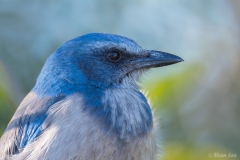 Florida Scrub Jay_D5S_5794