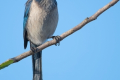 Florida Scrub Jay_D5S_5826