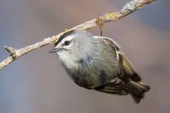 Golden-crowned-Kinglet_850_2707-