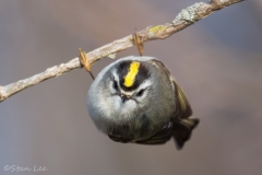 Golden-crowned-Kinglet_850_2709