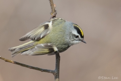 Golden-crowned-Kinglet_850_2814