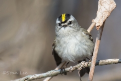 Golden-crowned-Kinglet_850_2821