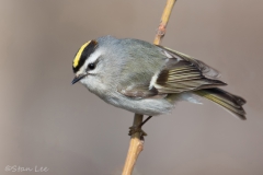 Golden-crowned-Kinglet_850_2871