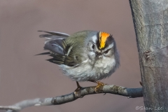 Golden-crowned-Kinglet_850_3021