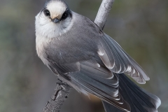 Gray Jay_D5S_2773