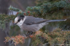 Gray Jay_D5S_2868_PS