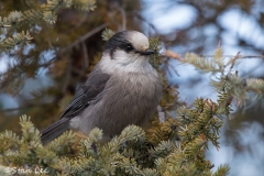 Gray Jay_D5S_2896