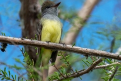 Great Crested Flycatcher_850_3862