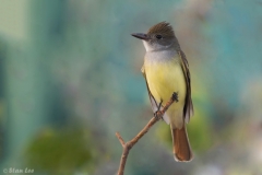 Great Crested Flycatcher_D58_0513